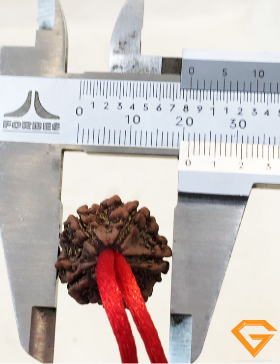 5 Mukhi Natural Certified Rudraksha Pendant Size- 21 mm Premium Quality